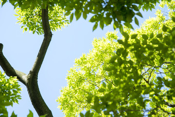 Summer Maple Leaves. Green leaves against a bright blue sky.