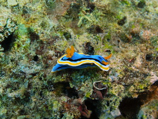 True sea slug
