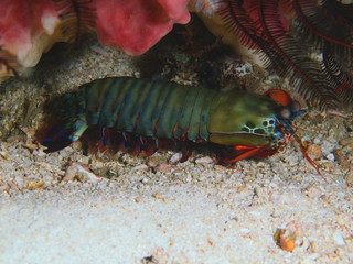 Mantis shrimp