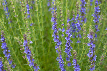 Flowers of Hyssopus officinalis