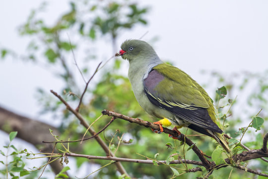 African Green-Pigeon in Kruger National park, South Africa