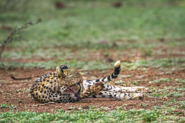 Cheetah in Kruger National park, South Africa