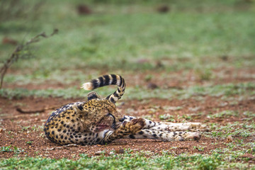 Cheetah in Kruger National park, South Africa
