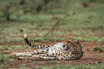 Cheetah in Kruger National park, South Africa