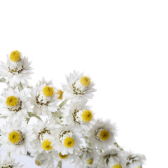 Anafalis flowers isolated on white background.