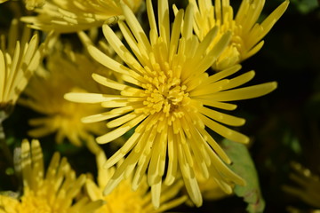 食用菊 料理食材