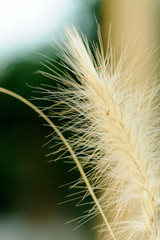 Autumn grass stalk