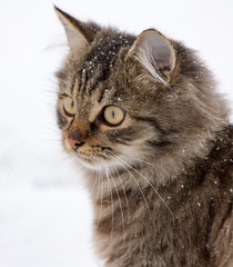 Cat walks in the snow in winter