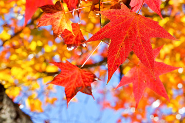 Fototapeta premium 逆光に輝く紅葉