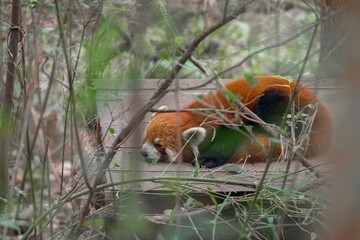 Red panda eating bamboo