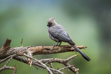 Grey go away bird in Kruger National park, South Africa