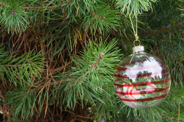 Transparent christmas ball with red stripes on fluffy pine branches. Background of real alive pine tree outdoor.