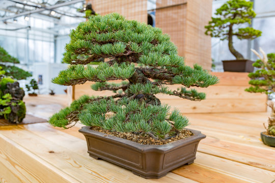 Miniature plant grown in a tray according to Japanese bonsai traditions
