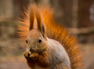Squirrel in the forest