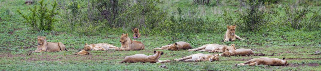 Fototapeta na wymiar African lion in Kruger National park, South Africa