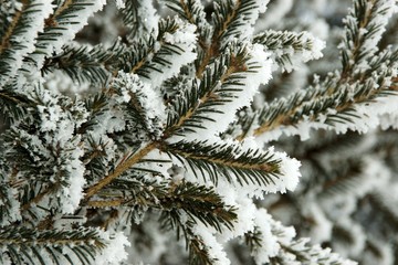 Иней на деревьях © Пальцына Ирина