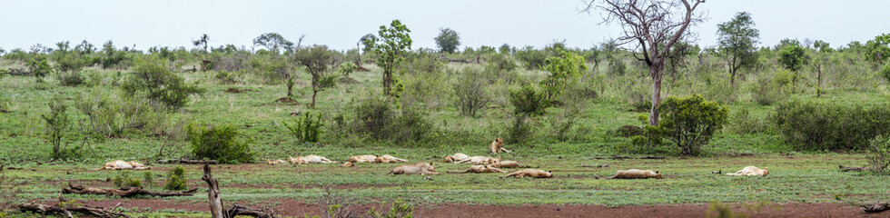 Fototapeta premium African lion in Kruger National park, South Africa