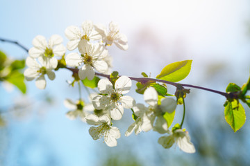 Cherry flowers in spring sunny day