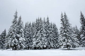 Winter fir trees in the mountains covered with snow