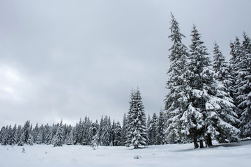 Winter fir trees in the mountains covered with snow