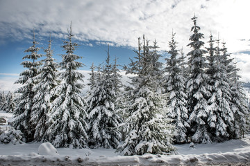 Fototapeta na wymiar Christmas background of snowy winter landscape
