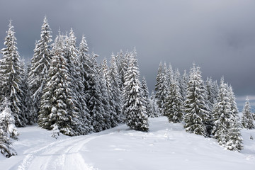 Fototapeta premium Winter panorama with snow covered trees