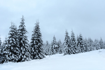 Magical snow covered fir trees in the mountains