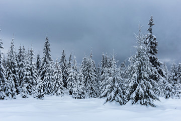 Winter trees covered by snow in the mountains