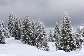 Naklejka premium Magical snow covered fir trees in the mountains