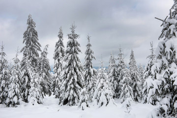 Fototapeta premium Magical snow covered fir trees in the mountains