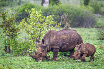 Southern white rhinoceros in Kruger National park, South Africa