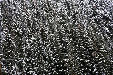 Snow covered fir tree forest. Natural pattern