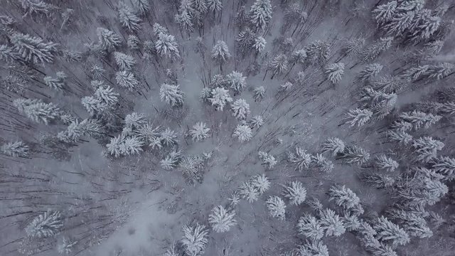 From above aerial view of picturesque white woodland with evergreen trees tops covered with fresh snow, Poland.