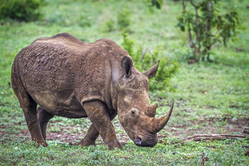 Southern white rhinoceros in Kruger National park, South Africa