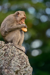 A long tailed macaque monkey eating bread near angkor wat,cambodia