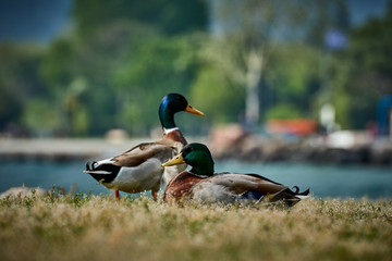 Duck stand next to a pond or lake with bokeh background,selectiv focus