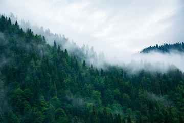 Fog over the forest