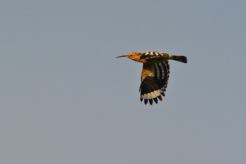 Upupa in volo,Upupa epops,ritratto su sfondo cielo