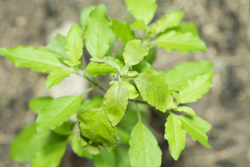 basil,sweet basil,Ocimum tenuiflorum,Thai basil.