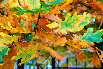 autumn yellow leaves, yellowed and reddened leaves of trees in autumn