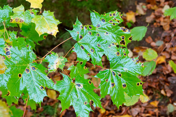 autumn green leaves, green leaves of a maple tree with black spots in autumn