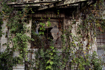 Abandoned building's window