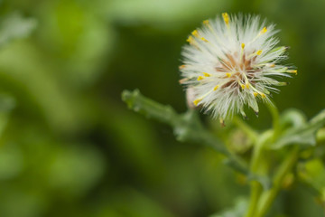 Sonchus oleraceus flower on green background