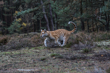 Bengal tiger (Panthera tigris tigris)