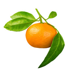 Mandarin with leaves on a white background.
