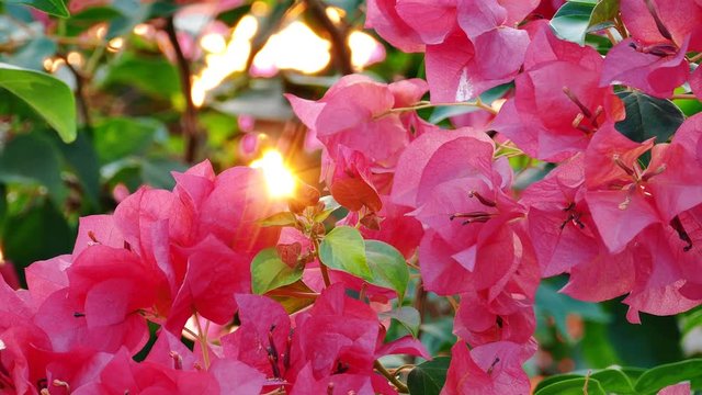 Pink Bougainvillea flowers on tree, 4K