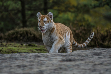 Bengal tiger (Panthera tigris tigris)