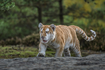 Fototapeta na wymiar Bengal tiger (Panthera tigris tigris)