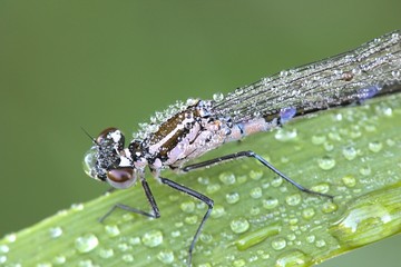 Variable damselfly or bluet