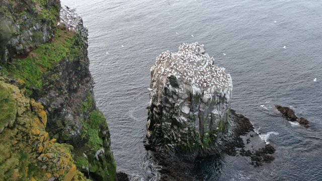 ICELAND Skoruvikurbjarg bird Vogel Northern Gannets Basstoelpel